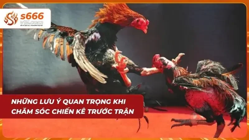 3 lưu ý cần nắm khi học cách chăm sóc gà đá